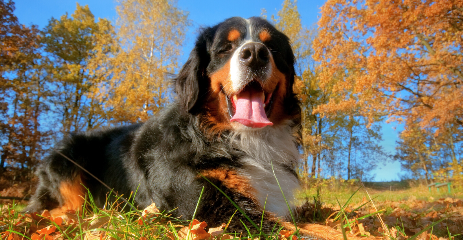 Bernese mountain best sale dog smart